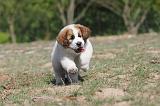 SAINT BERNARD 023